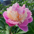 Paeonia lactiflora 'Sorbet': Bild 1/3