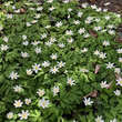 Anemone nemorosa: Bild 2/5