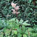 Rodgersia aesculifolia - Kastanienblättriges Schaublatt
