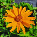 Heliopsis helianthoides 'Venus' - Sonnenauge