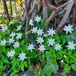 Anemone nemorosa: Bild 3/5