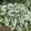 Brunnera macrophylla 'Jack Frost': Bild 4/13