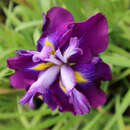Iris ensata 'Blueberry Pie' - Japanische Sumpfschwertlilie
