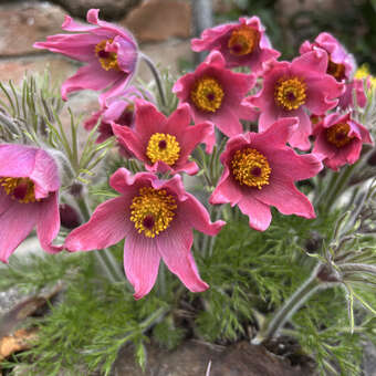 Pulsatilla vulgaris 'Rote Glocke'