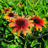 Echinacea purpurea 'Parrot' - Sonnenhut