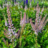 Veronicastrum virginicum 'Adoration' - Virginischer Ehrenpreis