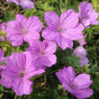 Geranium 'Blushing Turtle': Bild 4/6