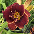 Hemerocallis 'Night Embers': Bild 1/2