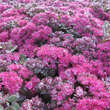 Sedum 'Dazzleberry': Bild 4/5