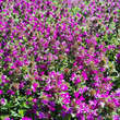 Thymus praecox 'Red Carpet': Bild 2/3