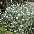 Lychnis coronaria 'Alba': Bild 2/2