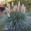 Cortaderia selloana 'Pumila': Bild 4/4