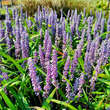 Liriope muscari 'Ingwersen': Bild 1/4