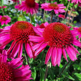 Echinacea purpurea 'Delicious Candy' - Sonnenhut