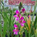 Gladiolus communis ssp. Byzanthinus - Wildgladiole, Byzanthische Siegwurz