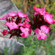 Dianthus carthusianorum: Bild 4/5