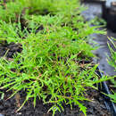 Aruncus dioicus 'Fairy Hair' - Geißbart