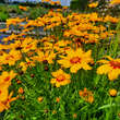 Coreopsis lanceolata 'Sterntaler': Bild 4/5