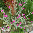 Lychnis coronaria: Bild 4/4