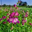 Penstemon 'Red Rocks': Bild 5/7