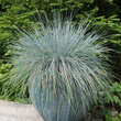 Festuca glauca 'Elijah Blue': Bild 4/4