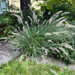 Pennisetum orientale: Bild 2/7
