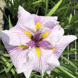 Iris ensata 'Greywood's Catrina' - Japanische Sumpfschwertlilie