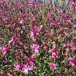 Gaura lindheimeri 'Crimson Butterflies': Bild 4/4