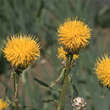 Centaurea macrocephala: Bild 3/4