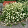 Tanacetum parthenium: Bild 7/7