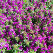 Thymus praecox 'Red Carpet': Bild 1/3