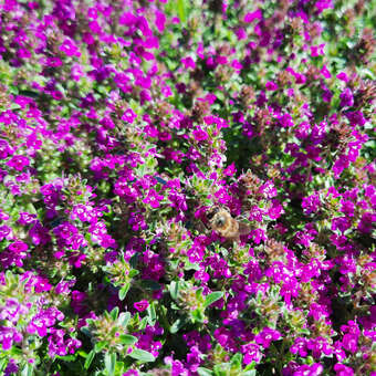 Thymus praecox 'Red Carpet'