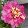 Paeonia Itoh-Hybr. 'Hillary': Bild 2/2