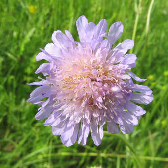 Scabiosa columbaria