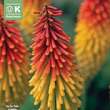 Kniphofia uvaria syn. Tritoma: Bild 1/1