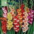 Gladiolus Hybr.: Bild 1/1