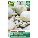 Allium cepa - Steckzwiebel White Snowball