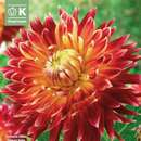 Dahlia Hybr.Akita - Schmuck Dahlie