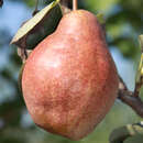 Pyrus communis 'Rote Williams Christ' - Herbstbirne