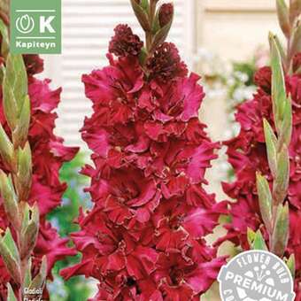 Gladiolus Hybr.Chamberry