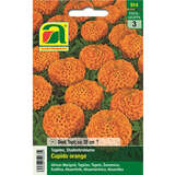 Tagetes, Studentenblume "Cupido orange" - Tagetes, Studentenblume "Cupido orange"