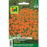 Tagetes, Studentenblume "Tangerine" - Tagetes, Studentenblume "Tangerine"