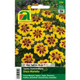 Tagetes, Studentenblume "Disco Marietta" - Tagetes, Studentenblume "Disco Marietta"