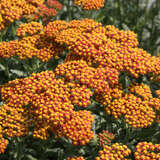 Achillea millefolium 'Walter Funcke' - Schafgarbe