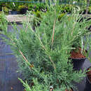 Juniperus pfitzeriana 'Pfitzeriana Glauca' - Blauer Breitwacholder