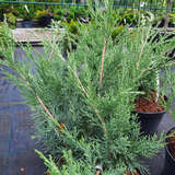 Juniperus pfitzeriana 'Pfitzeriana Glauca' - Blauer Breitwacholder