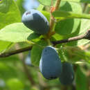 Lonicera caerulea kamtschatica 'Blue Velvet' - Lenzbeere, Blaue Heckenkirsche