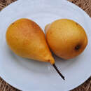 Pyrus communis 'Gute Luise von Avranches' - Herbstbirne