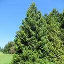 Thuja plicata 'Dura' - Riesen-Lebensbaum