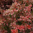 Berberis thunbergii 'Admiration': Bild 2/5